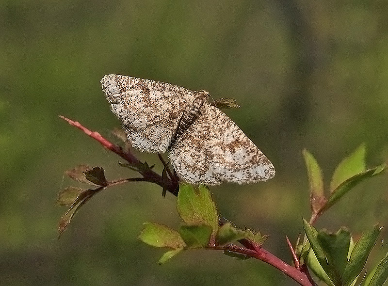 Heliommata glarearia Geometridae